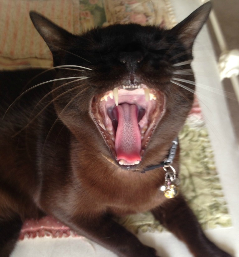 cats_teeth.jpg
