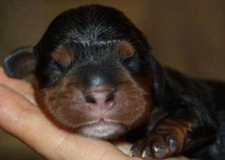 Newborn Puppy.jpg